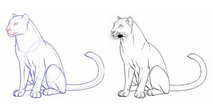 how to draw a Panther with a pencil in stages