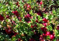 Leśna jagoda. Nazwy owoców leśnych (jagody, костяника, borówka brusznica, borówka, żurawina)