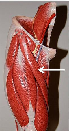 عضلة الفخذ العضلات