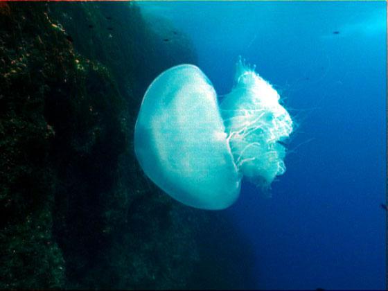Jellyfish in Tunesien