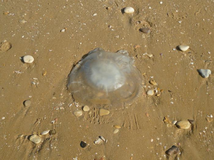 є медузи у тунісі