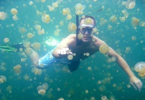 де немає медуз в тунісі