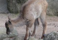 Himalaya cabra: descripción, distribución, reproducción