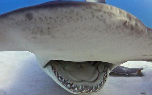 el tiburón, el tiburón martillo gigante a maxi
