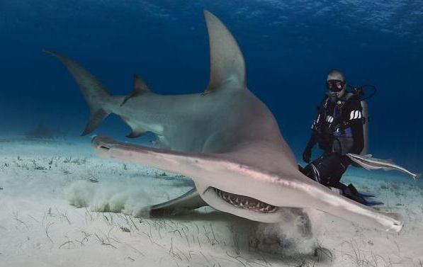 un gigante tiburón martillo foto