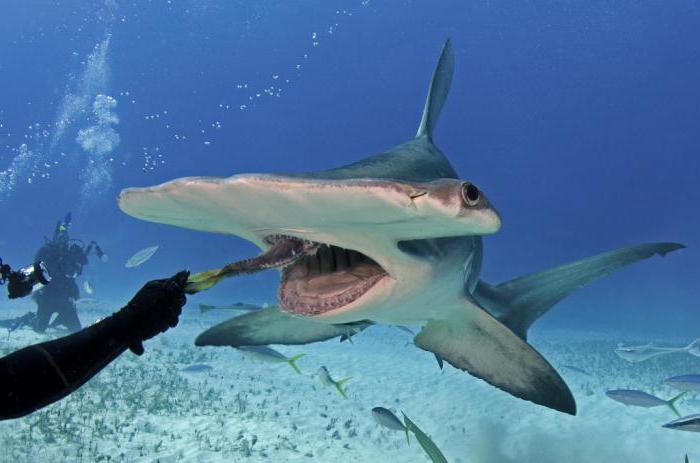 dev köpekbalığı çekiç açıklaması