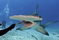 Dev bir çekiç köpekbalığı: bir açıklama ve fotoğraf