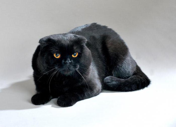black Scottish fold cat