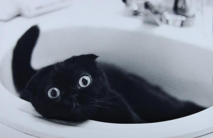 black Scottish fold cat photo