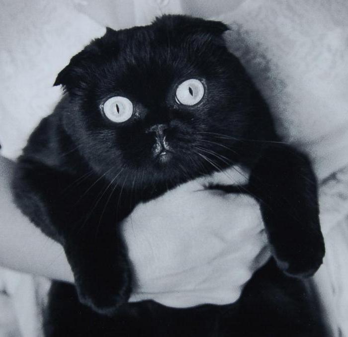 el gato escocés вислоухий negro
