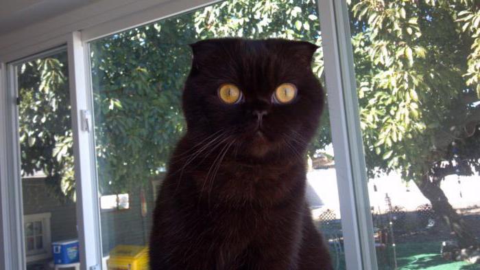 siyah ingiliz sarkık kulaklı kedi