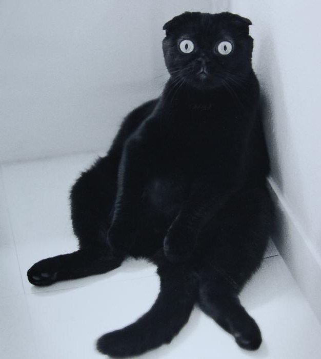 Scottish fold cat black