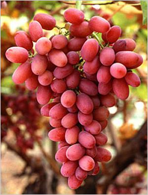 la transformación de la uva