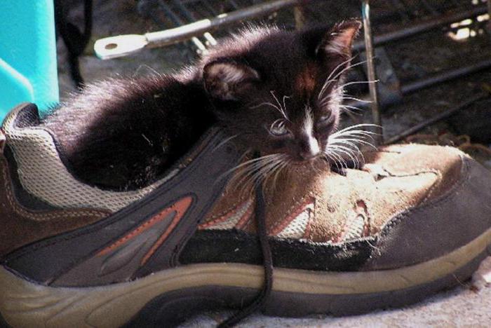 wie aus den Schuhen zu entfernen der Geruch von Katzen-Urin