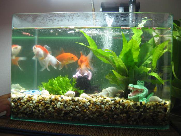 instrução de como cuidar de peixes em um aquário de itens