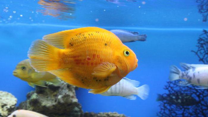 wie man für Fische im Aquarium die Anweisung