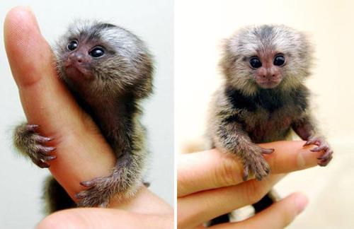 найменша тварина в світі