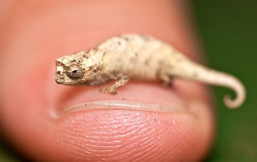 die kleinsten Tiere der Welt-Foto