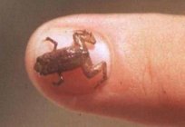Notizen Naturforscher. Was ist das - ist das kleinste Tier der Welt?