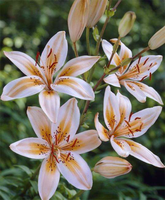 Flowers Asiatic lilies
