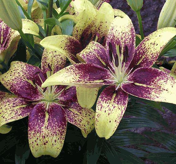 Lilies Asiatic hybrids