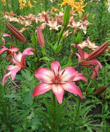 Flower Lily Asian
