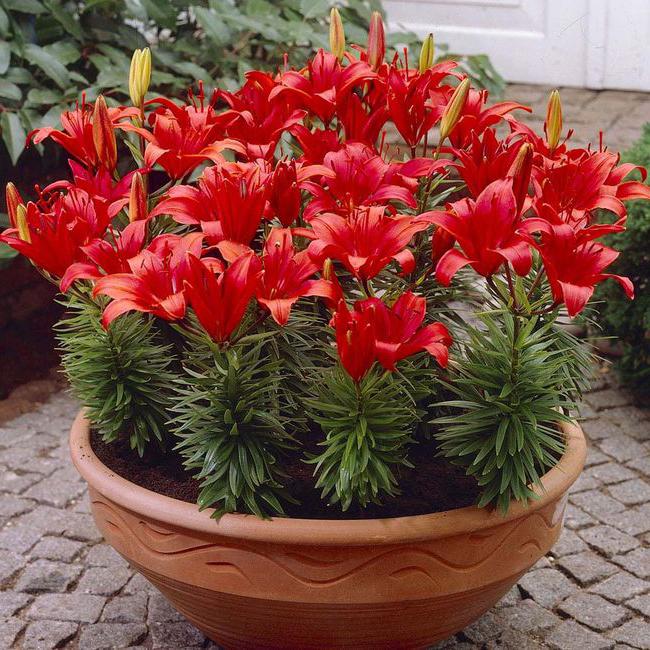 potted Asian lilies