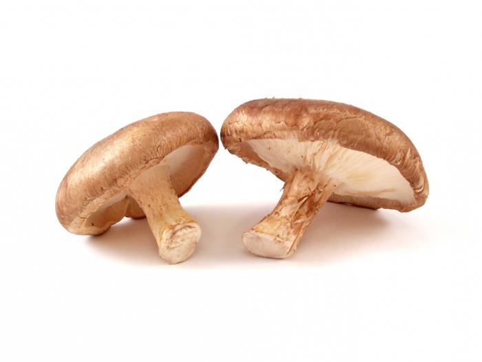 shiitake mushrooms photo