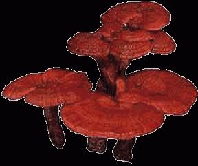 Chinese wood mushroom