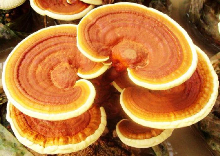 Chinese mushroom photo