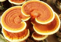 Китайські гриби. Китайські гриби в медицині та кулінарії