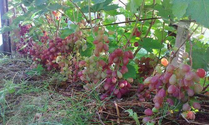 que rociar las uvas