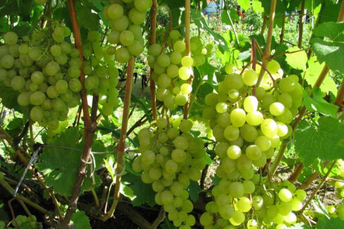 los viñedos de la región de krasnodar