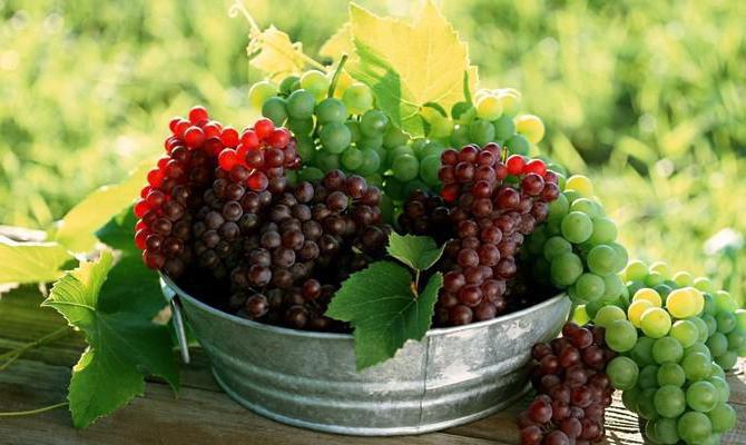 uma variedade de uva beleza do norte