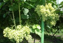As uvas de Beleza Norte: descrição, características de plantio e cultivo de