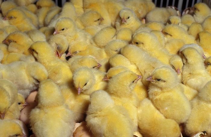 what to feed broiler chickens