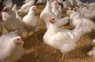 la alimentación mensuales de los pollos de engorde