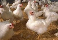 Приусадебное agricultura: que alimentan a los pollos de engorde