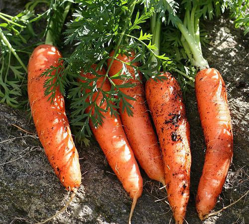 Schädlinge Karotten und wie man damit umgeht