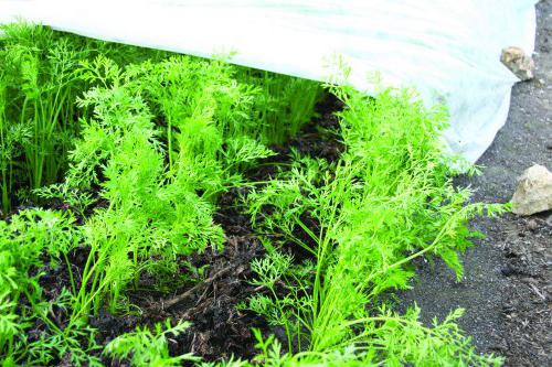 pests of carrots and combating wireworms
