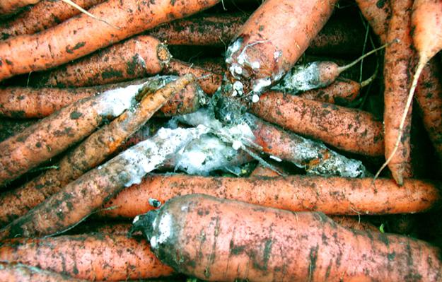 Schädlingsbekämpfung Karotten Volksmedizin