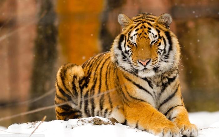 ussuriysky foto de tigre
