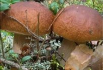 Категорії грибів і їх харчова цінність
