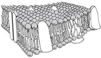 的结构和功能的细胞