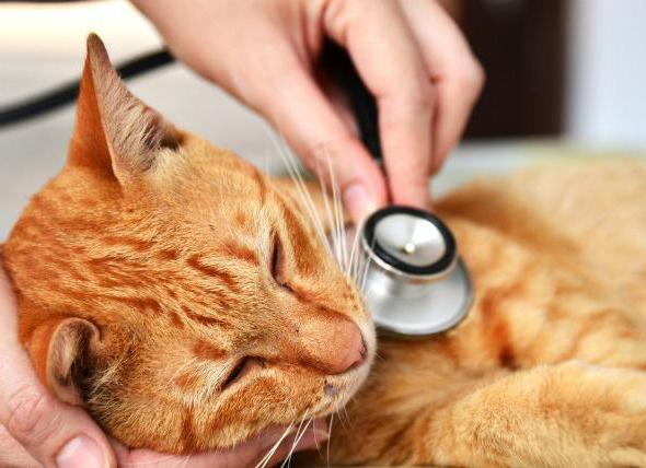 Leukemia in cats: symptoms and treatment