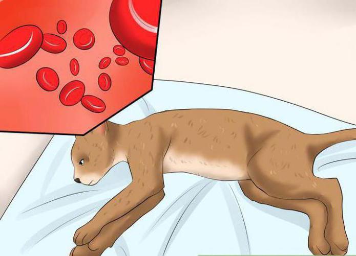 Leukemia of the blood in cats