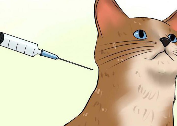 Viral leukemia in cats. Symptoms