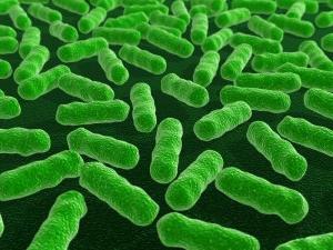 Nedir bağırsak dysbacteriosis
