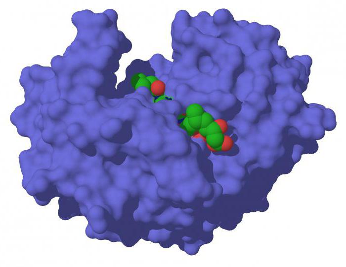 Enzym riving Proteine