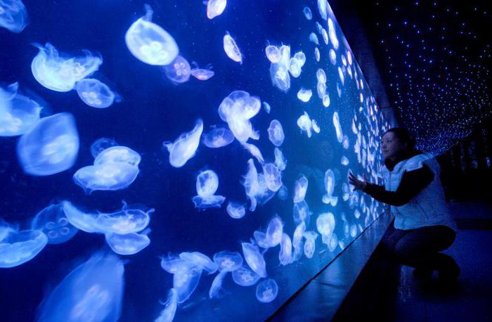 akwarium z meduzami